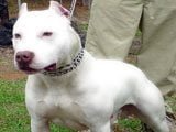 American Pit Bull Terrier - Razas de Perros