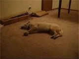 Bizkit el Perro que Corre Durmiendo - 
