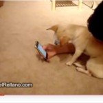 videos de perros