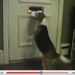 videos de perros