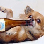 Kwispelbier para perros