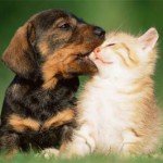 cachorros perro y gato