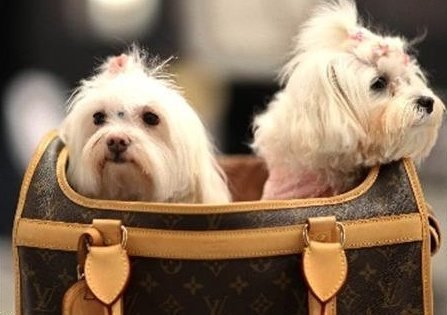 moda perros