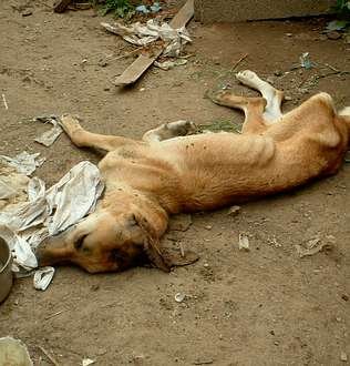 perro caquectico
