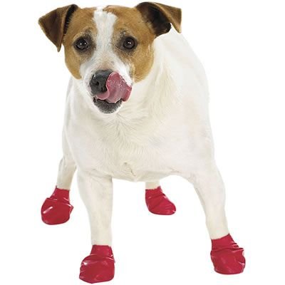 perro con botas