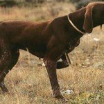 perro de caza