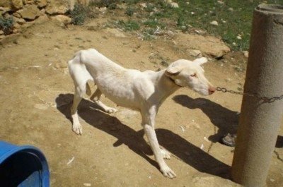 perro delgado