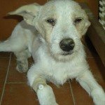 perro enfermo