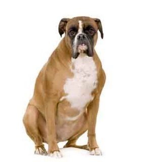 perro sobrepeso