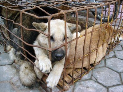 perros enjaulados